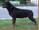Rex vom Hause Frick